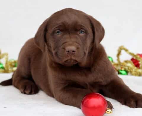 Charmy Chocolate Lab