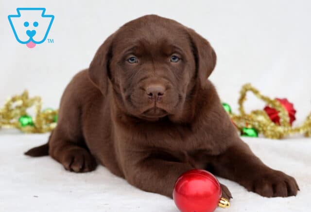 Charmy Chocolate Lab image