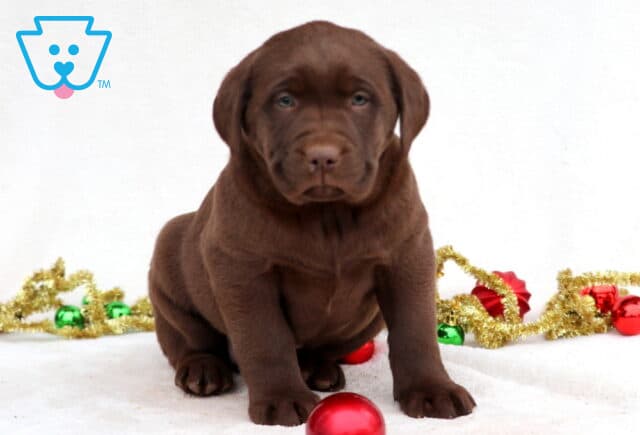 Charmy Chocolate Lab2 image