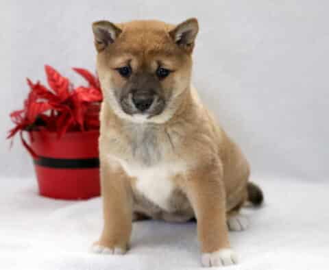 Charmy Shiba Inu