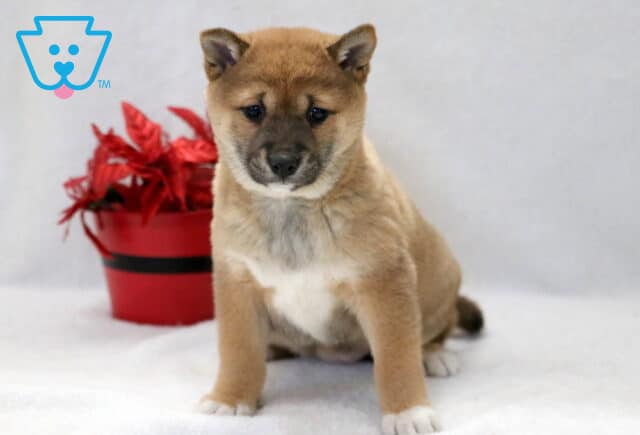 Charmy Shiba Inu image