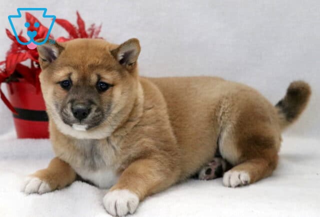 Charmy Shiba Inu2 image