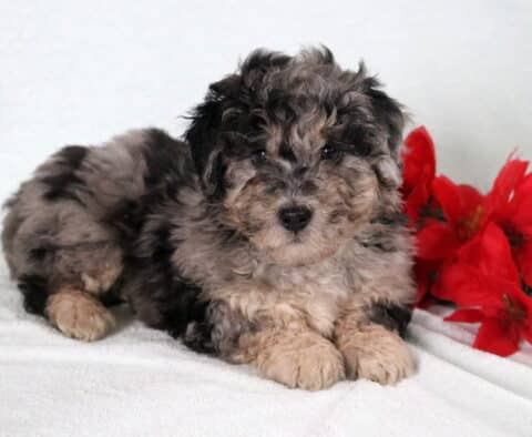 Bichpoo puppy with a fluffy gray and black curly coat lying on a white blanket beside bright red flowers.