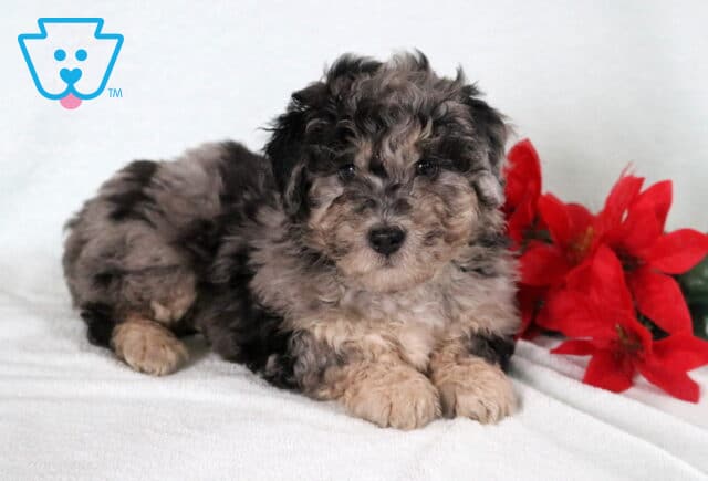 Bichpoo puppy with a fluffy gray and black curly coat lying on a white blanket beside bright red flowers. image