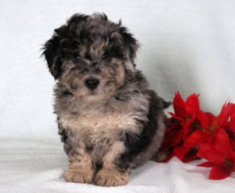 Bichpoo puppy with a fluffy gray, black, and cream curly coat sitting on a white blanket next to bright red flowers.