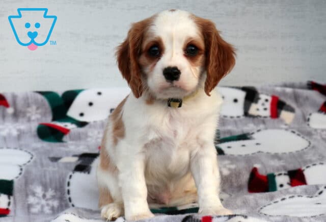 Chase Cavalier image