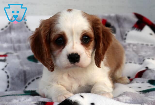 Chase Cavalier2 image