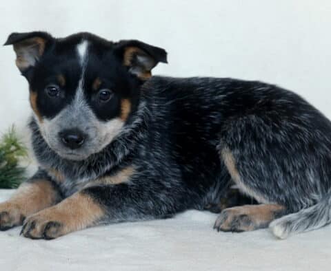 Chaz Blue Heeler