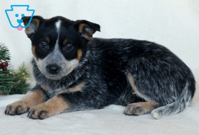 Chaz Blue Heeler image