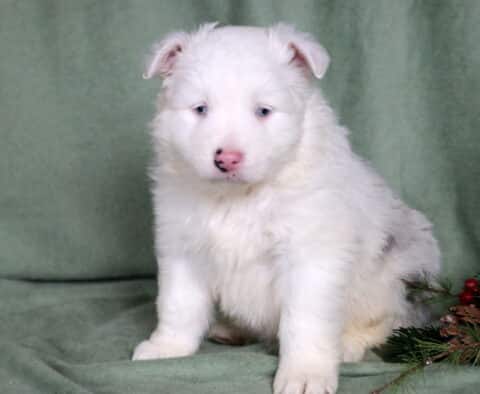 Chaz Mini Australian Shepherd