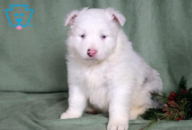 Chaz Mini Australian Shepherd image