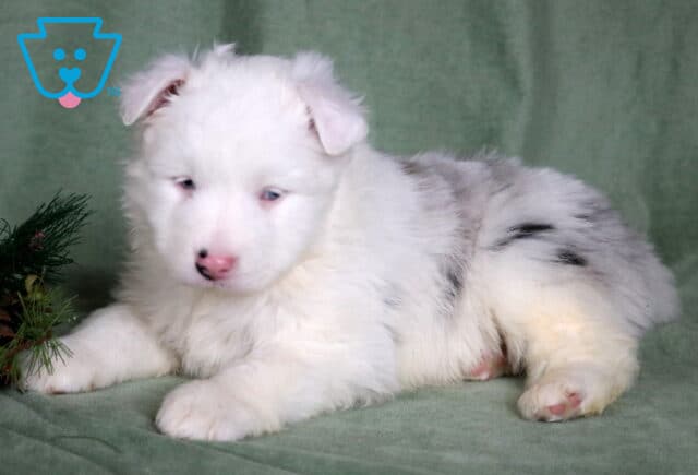 Chaz Mini Australian Shepherd2 image