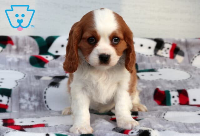 Checkers Cavalier image