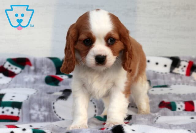 Checkers Cavalier2 image