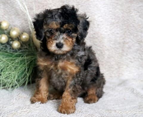 Checkers Mini Poodle
