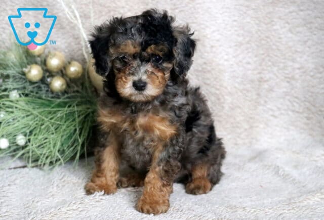 Checkers Mini Poodle image