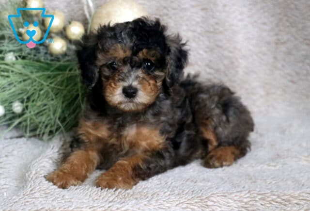 Checkers Mini Poodle2 image