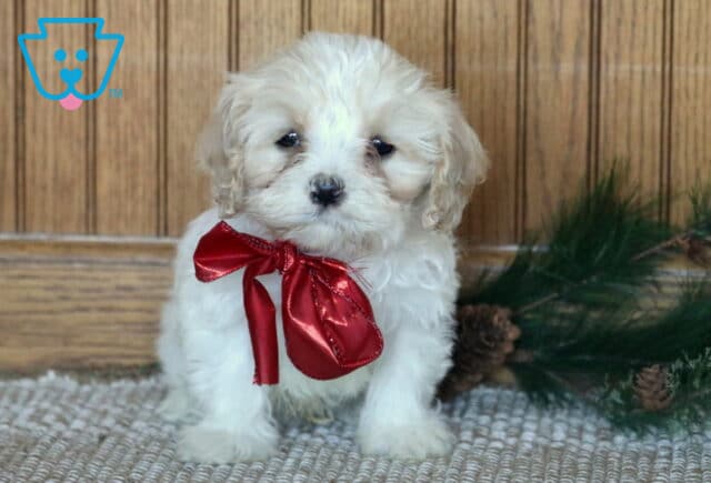 Cheerio Cavachon image