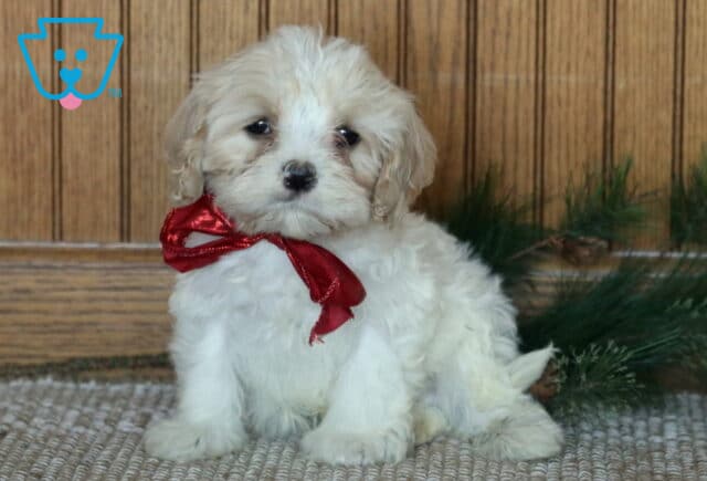 Cheerio Cavachon2 image