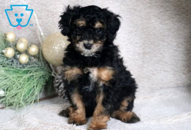 Cheerio Mini Poodle image