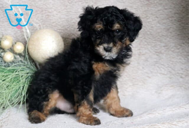 Cheerio Mini Poodle2 image