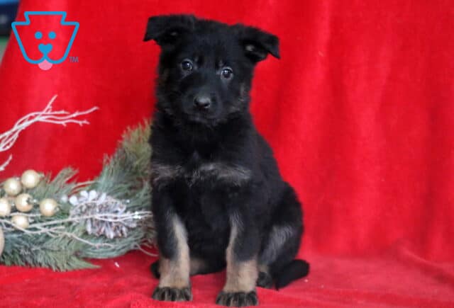 Cheeta German2 image