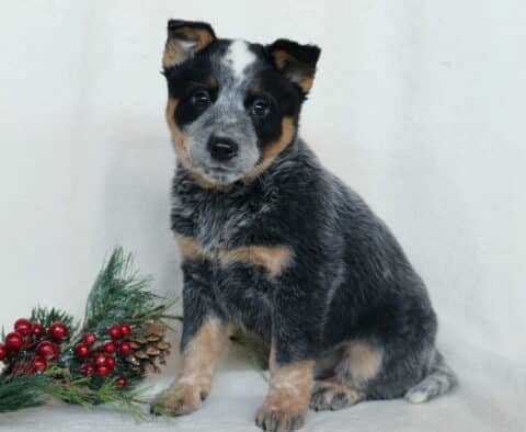 Cheif Blue Heeler