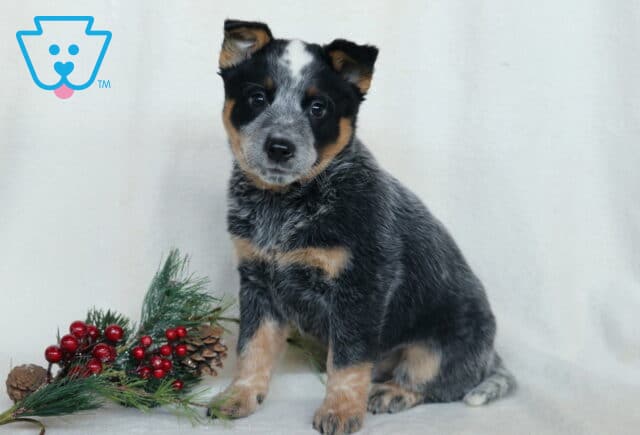 Cheif Blue Heeler image