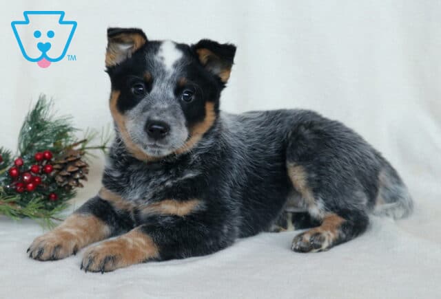 Cheif Blue Heeler2 image