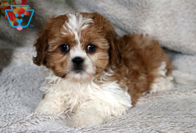 Fluffy brown and white Cava Tzu puppy lying on a plush gray blanket, with round dark eyes and a soft white chest, looking calmly toward the camera. image