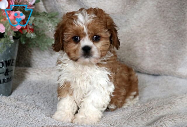 Brown and white Cava Tzu puppy sitting upright on a soft cream blanket, with fluffy white chest fur, round dark eyes, and a gentle expression, photographed indoors near a small floral arrangement. image