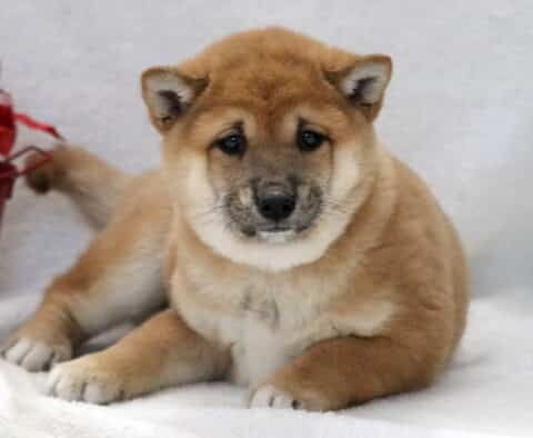 Chilly Shiba Inu