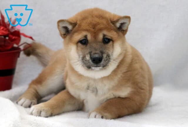 Chilly Shiba Inu image