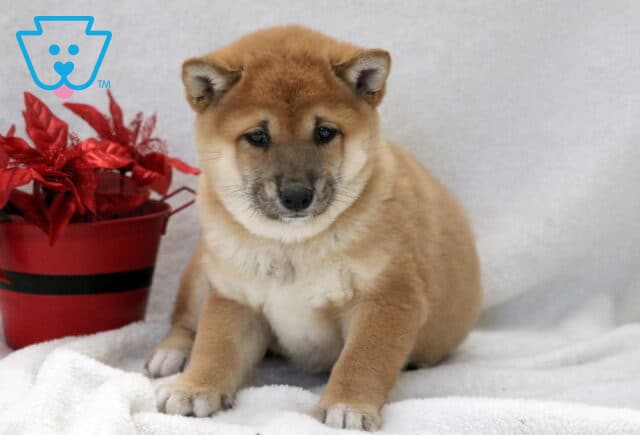 Chilly Shiba Inu2 image