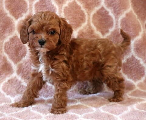 Chips Cavapoo