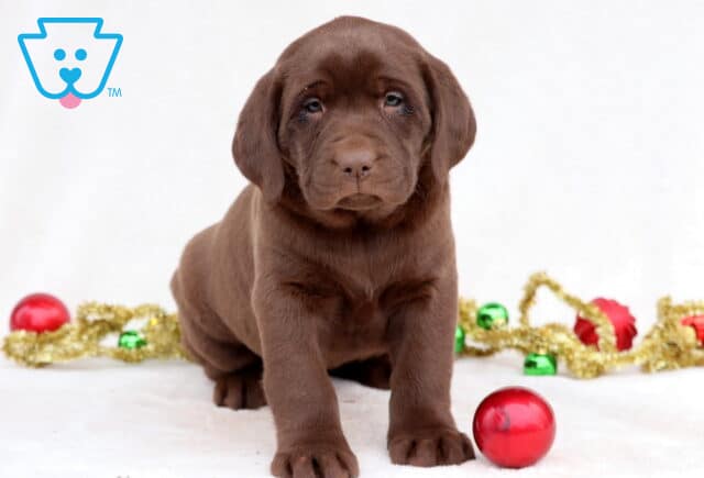 Chloe Chocolate Lab image