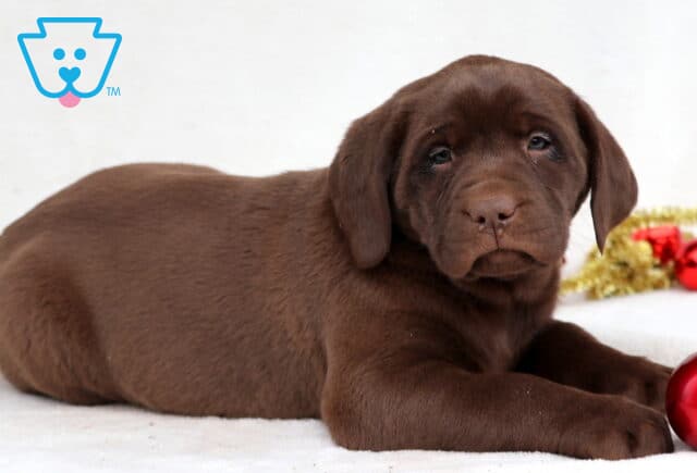 Chloe Chocolate Lab2 image