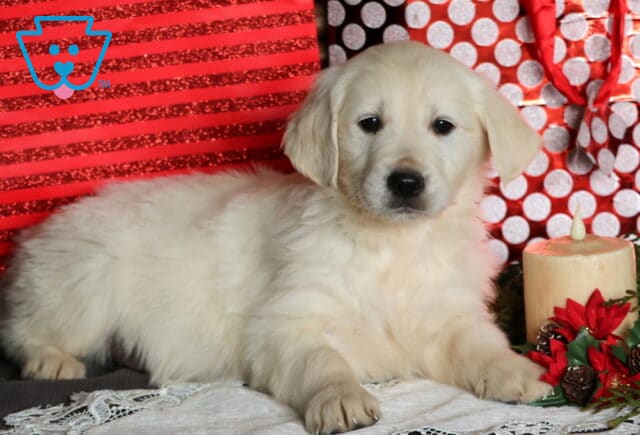 Chops Eng Cream Golden image