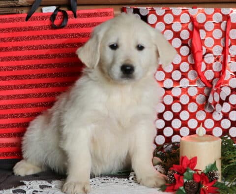 Chops Eng Cream Golden2