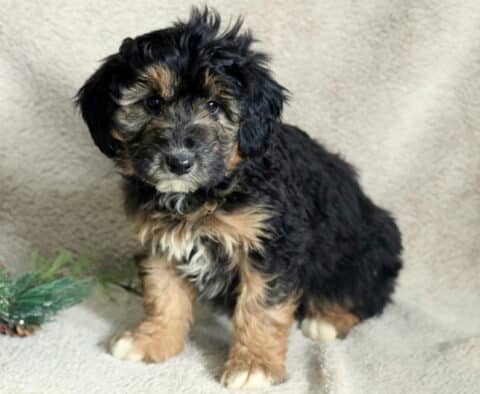 Christmas Poodle MIx