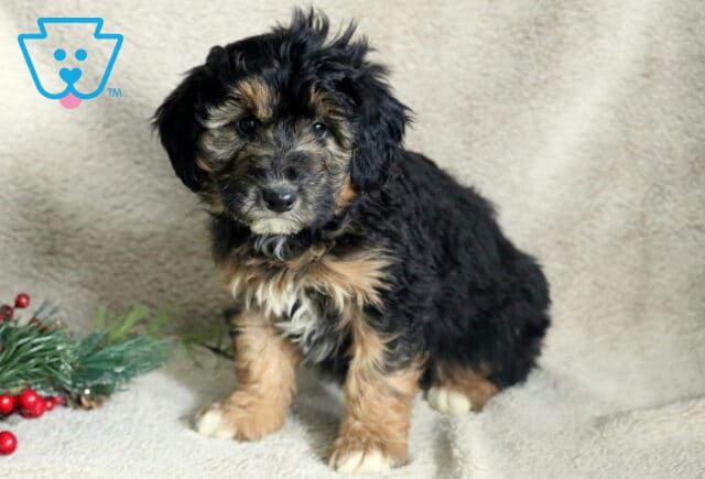 Christmas Poodle MIx image