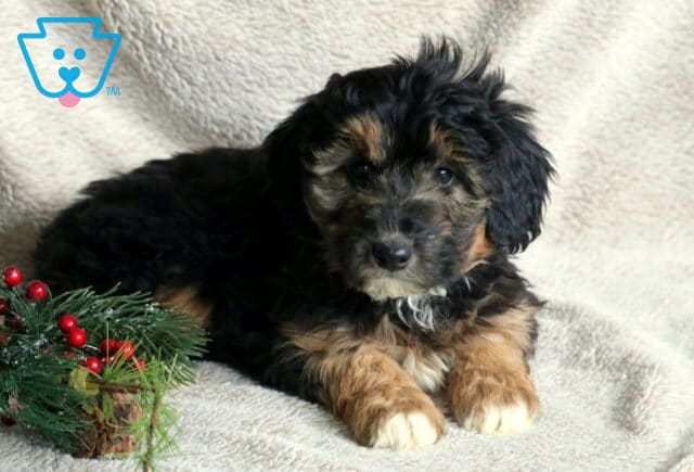 Christmas Poodle MIx2 image