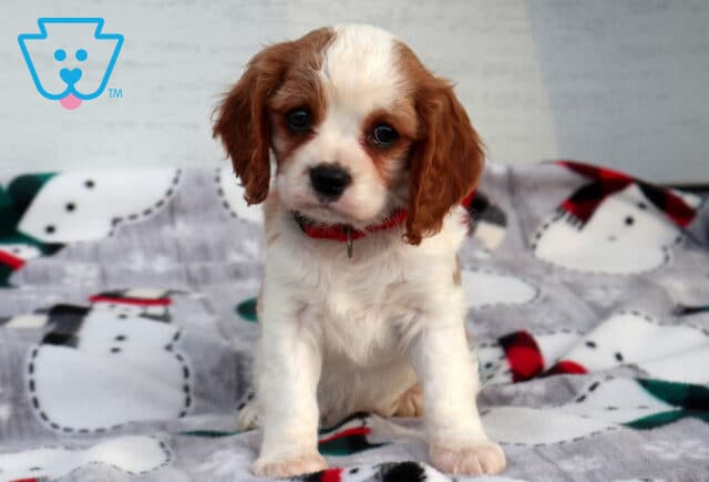 Chuck Cavalier image