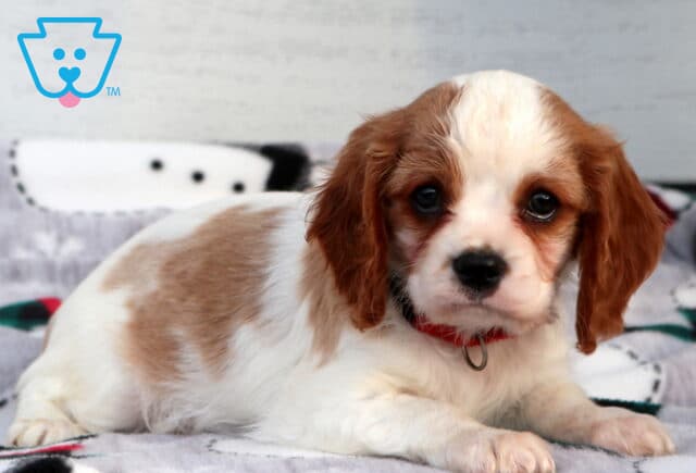 Chuck Cavalier2 image