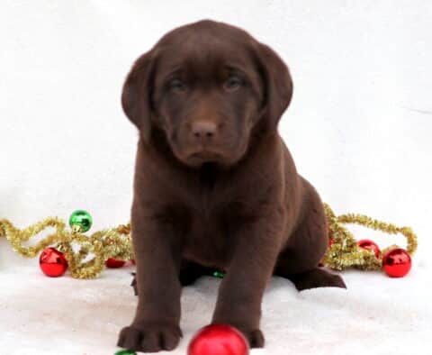 Cici Chocolate Lab