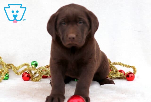 Cici Chocolate Lab image