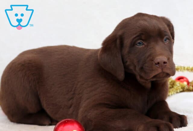 Cici Chocolate Lab2 image