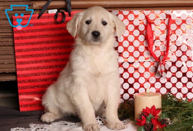 Cici Eng Cream Golden image