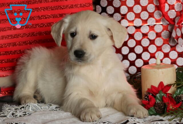 Cici Eng Cream Golden23 image