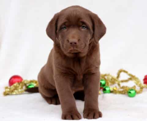 Cinderella Chocolate Lab